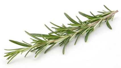 Fototapeta premium Rosemary Sprig on White Background
