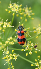 On the plant, the bee enemy Trichodes apiarius