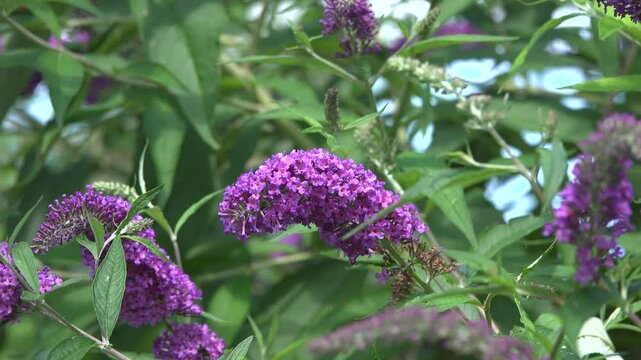Purple buddleia flowers on green background.