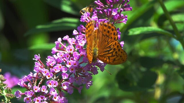 Butterfly collecting nectar on buddleia flowers.