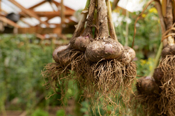 Freshly harvested garlic bulbs with roots intact, drying naturally for long-term storage. Organic farming promotes sustainability, healthy eating, and self-sufficiency