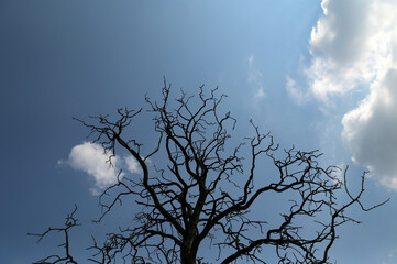 Dead tree trunk and branches against a clear blue sky