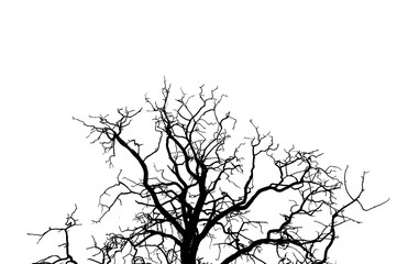 Dead tree trunk and branches against a clear blue sky