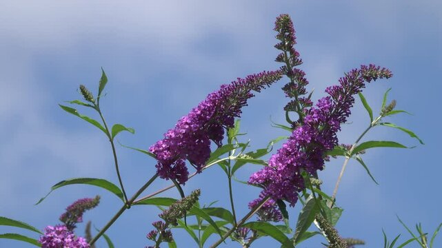 Purple buddleia flowers against the sky.