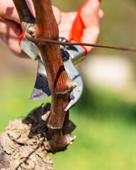 Close-up of the cut of the vine branch during pruning in winter. Traditional agriculture. Winter pruning, Guyot method.