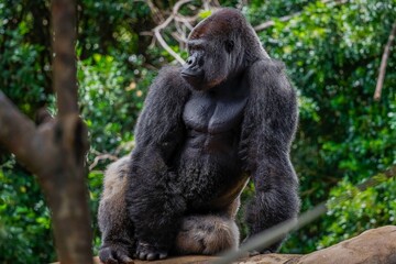 Western lowland gorilla 