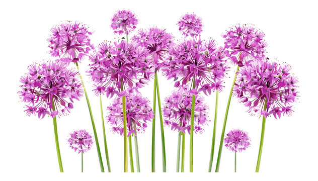 Purple Allium Flowers Cluster, Vibrant Purple Blooms, Flowering Allium, Spring Garden Flowers, Allium Blossom, Floral Cluster, Garden Nature, Purple Flowers, Spring Blooms
