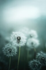 Dandelion plant in Spring field.