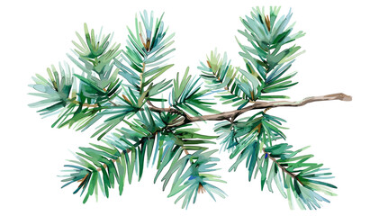 Watercolor vector, fir tree branch, evergreen pine, transparent PNG, isolated on white background, botanical illustration, Christmas, winter forest, green foliage, nature art