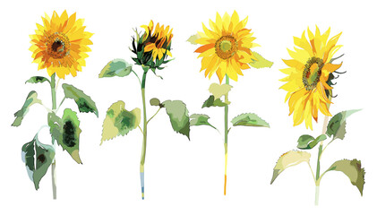 Fototapeta premium Watercolor Sunflowers, Stages of Sunflowers, Blooming Sunflowers, Sunflower Painting, Flower Art, Nature Illustration, Sunflower Watercolor, Botanical Art