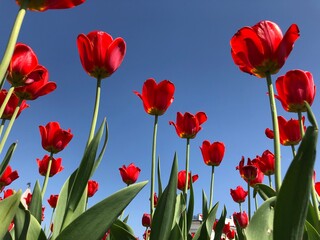 Fototapeta premium Red flowers in the field view from below in sunlight
