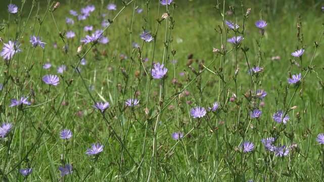 Blue flowers of blooming chicory on a meadow.