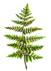 Watercolor Fern leaf isolated image in bold green