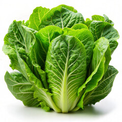 Obraz premium Fresh napa cabbage on white background