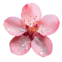 delicate pink cherry blossom flower in full bloom and water droplets isolated png transparent cutout