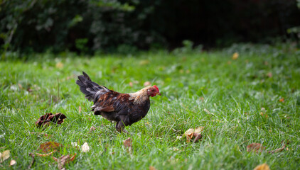 Free range chicken in the organic garden -  resting and feedling under fruit bushes.