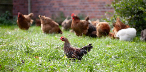 Free range chicken in the organic garden -  resting and feedling under fruit bushes.