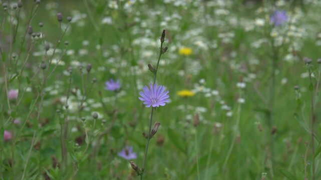 Blue flowers of blooming chicory on a meadow.