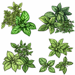 Fresh Italian herbs including basil and oregano in various styles