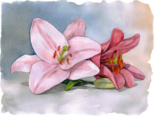 Beautiful hand-painted watercolor illustration of lily flowers. Delicate floral artwork with soft colors and elegant details. Perfect for prints, greeting cards, invitations, and decor.
