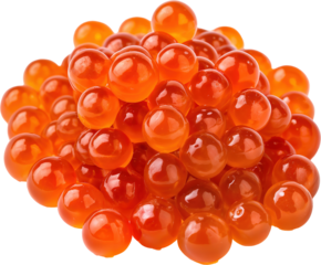 Vibrant Salmon Delights