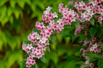 Weigela coraeensis pink white flowering shrub plant, group of colorful flowers in bloom, green leaves