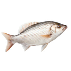 Isolated Silver Fish