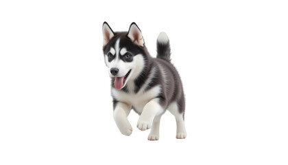 Cute Husky Puppy Running | Isolated on Transparent Background