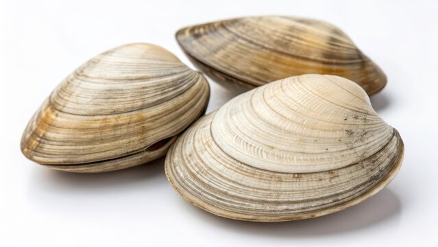 Three Clams on White Background