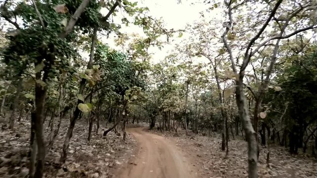 A ride through Gir National Park, Gujarat, India