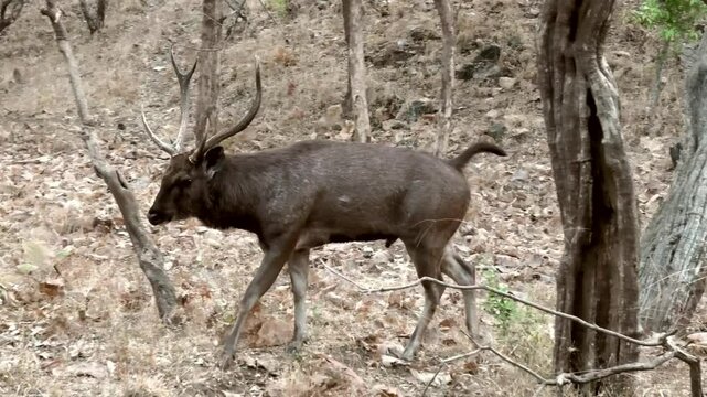 A large deer wandering in Gir National Park, Gujarat, India