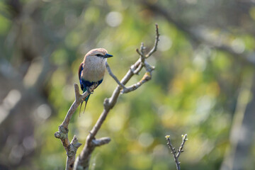 Blue-bellied Roller on a branch. Coracias cyanogaster, Bioparc, Doué la Fontaine, Doué en Anjou,...