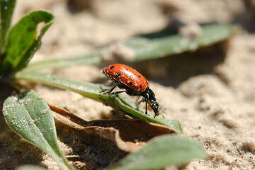 Macro closeup of red lady bug in Texas nature.