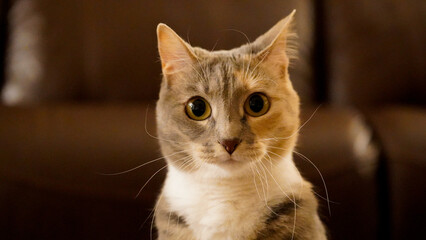 close up portrait of a cat