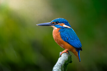 Beautiful blue kingfisher sitting on a branch