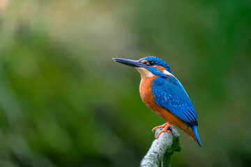 Obraz premium Beautiful blue kingfisher sitting on a branch