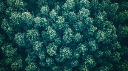 Obraz premium Aerial view of a dense evergreen forest canopy, showcasing a vibrant natural wilderness backdrop