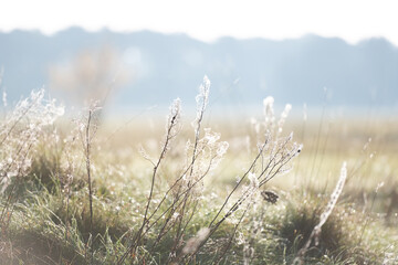 Dew-Laden Spiderwebs Adorn Withered Grass In Foggy Macro Photography