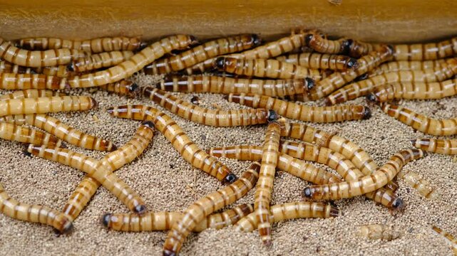 King mealworm (zophobas morio) is a popular feed ingredient that is widely used to give to reptiles, songbirds and other poultry.