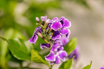 Front view, close up of, Golden Dew Drop flowers, growing in a tropical location, under noon sunlight