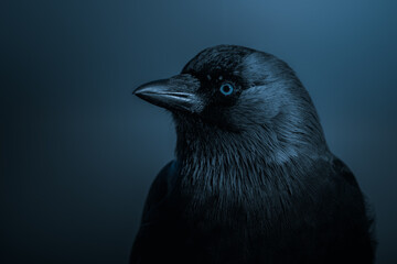 Close-up portrait of a jackdaw on a dark blue background