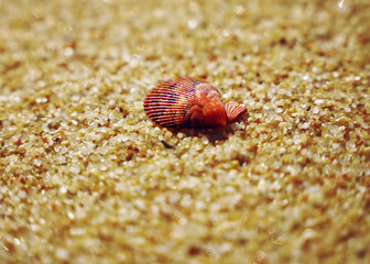 seashalls on the beach, calm and cool