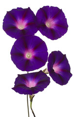 ipomoea flower isolated