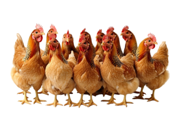 Twelve hens standing together.