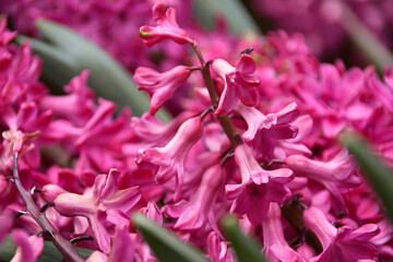 close up of vibrant pink flower blossoms