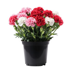 A Vibrant Potted Carnation Plant with Red and White Flowers Isolated on Transparent Background