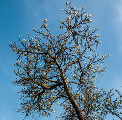 Branches of large old plum trees with flowers against a blue sky background, low angle view.