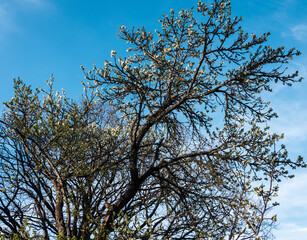 Branches of large old plum trees with flowers against a blue sky background, low angle view.