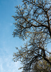 Branches of large old plum trees with flowers against a blue sky background, low angle view.