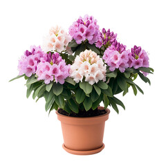 A Healthy Potted Rhododendron Plant with Large Clusters Isolated on Transparent Background